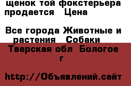 щенок той-фокстерьера продается › Цена ­ 25 000 - Все города Животные и растения » Собаки   . Тверская обл.,Бологое г.